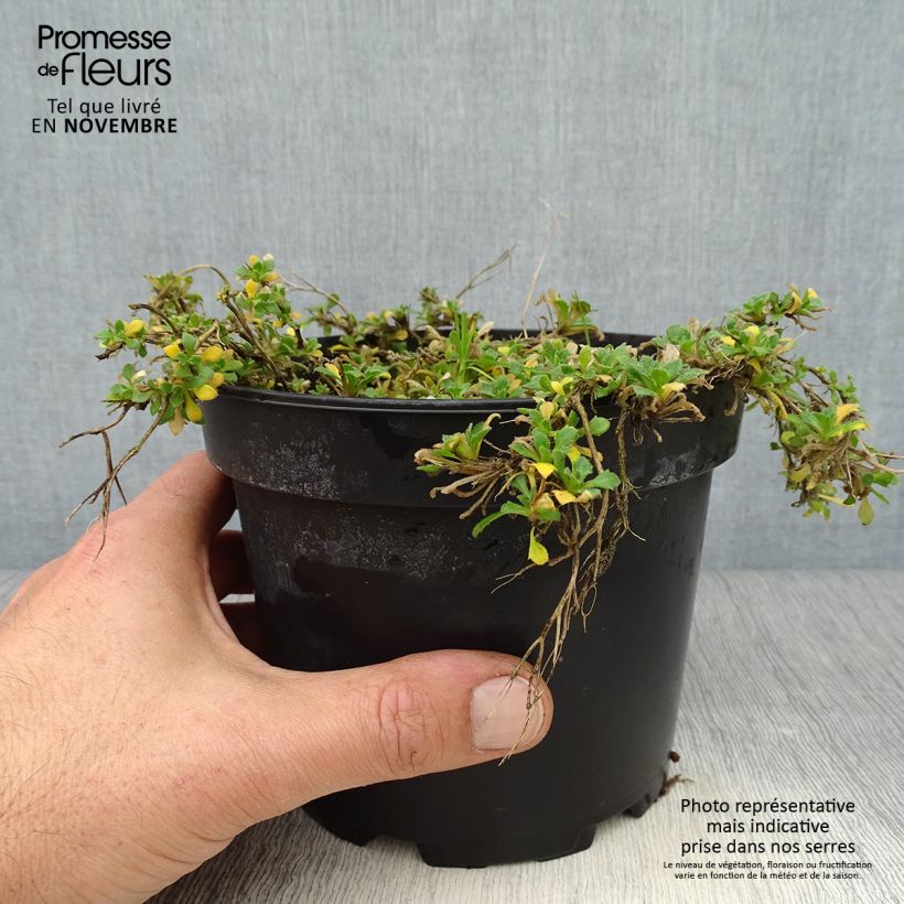 Esemplare di Aubrieta Cascade Red - Aubrezia Vaso da 2L/3L come consegnato in autunno