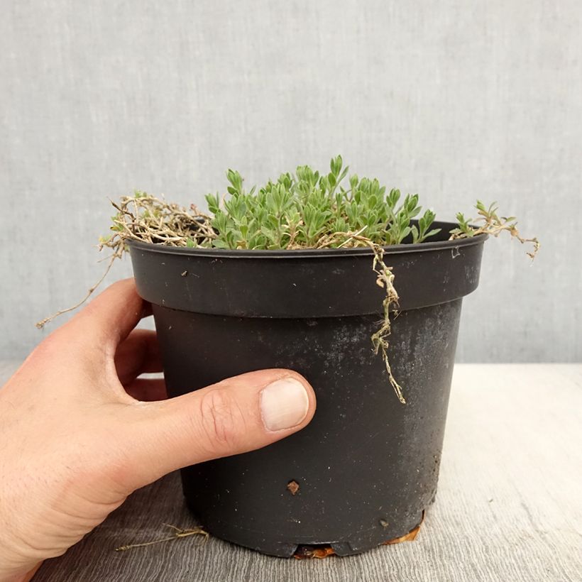 Aubrieta Cascade Red - Aubrezia Vaso da 2L/3L esemplare consegnato in primavera