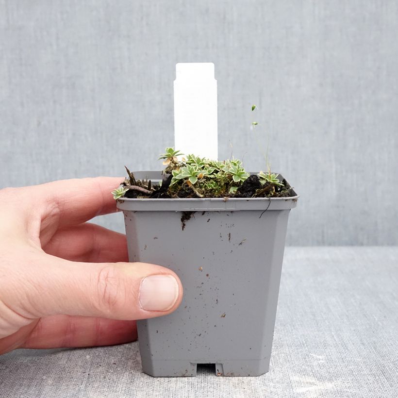 Aubriète Silberrand - Aubrieta Vasetto da 8/9 cm esemplare consegnato in inverno