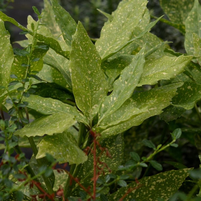 Aucuba japonica Variegata (Foliage)