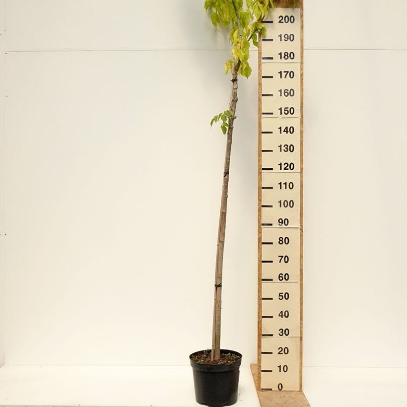 Alnus incana Monstrosa - Ontano bianco Vaso da 12L/15L esemplare consegnato in primavera