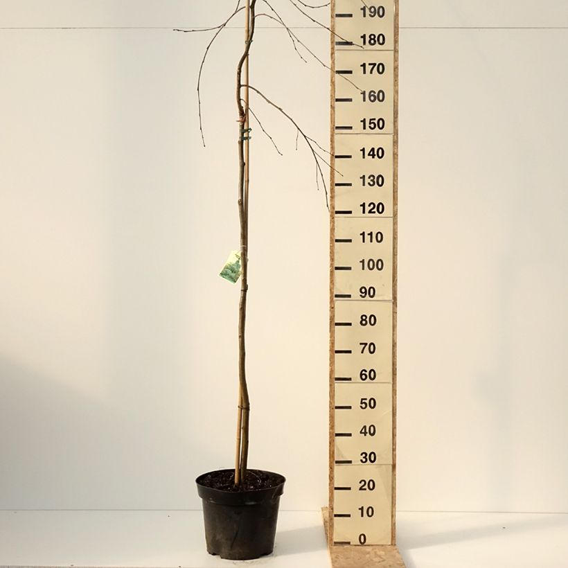 Example of Alnus incana Pendula - Ontano bianco Vaso da 12L/15L, Vaso impalcato as you get in hiver