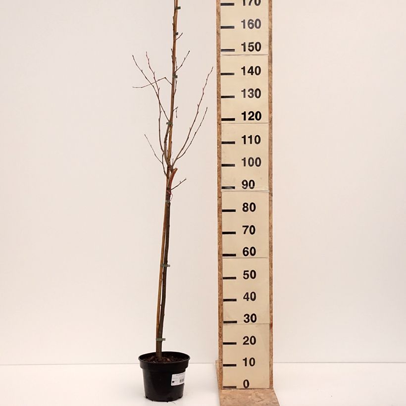 Alnus glutinosa Aurea - Ontano comune Vaso da 4L/5L esemplare consegnato in inverno