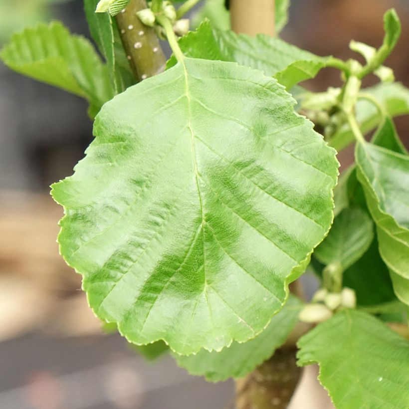 Alnus glutinosa Greenwood - Ontano comune (Fogliame)
