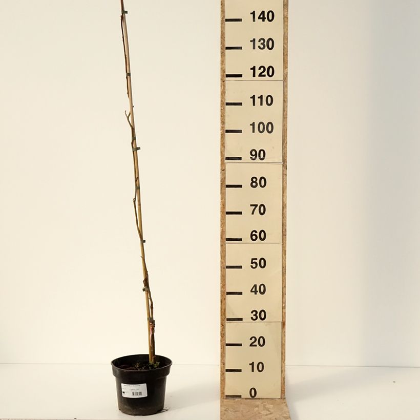 Aulne glutineux - Alnus glutinosa Greenwood Pot de 4L/5L esemplare consegnato in inverno