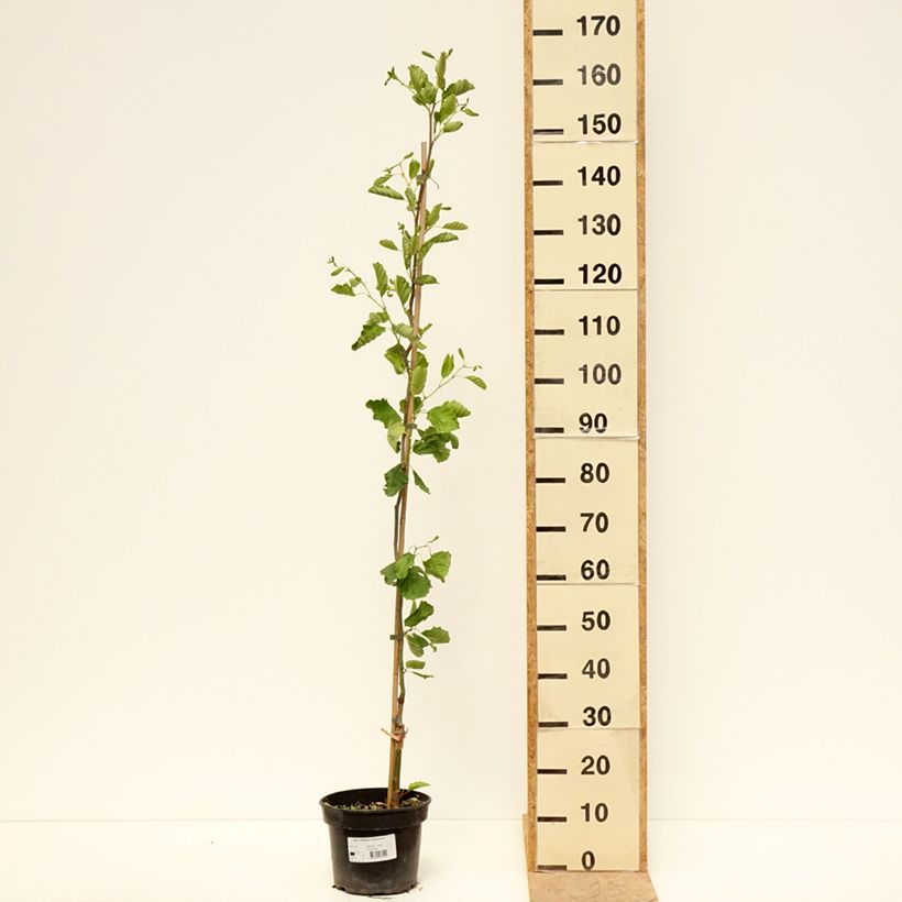 Alnus glutinosa Greenwood - Ontano comune Vaso da 4L/5L esemplare consegnato in primavera