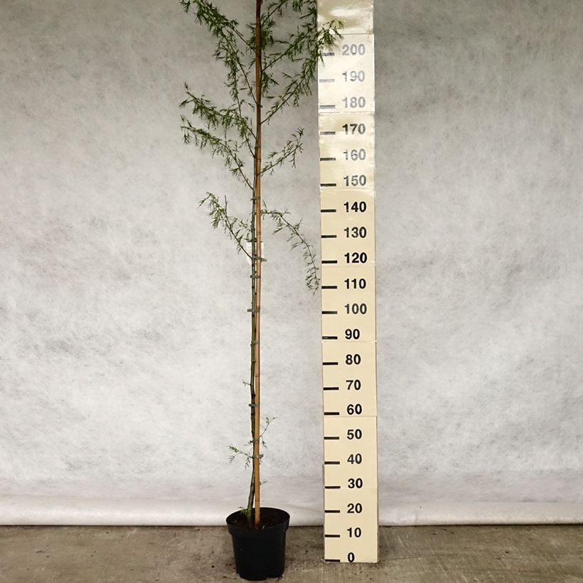 Alnus glutinosa Imperialis - Ontano nero Vaso da 7,5L/10L esemplare consegnato in primavera