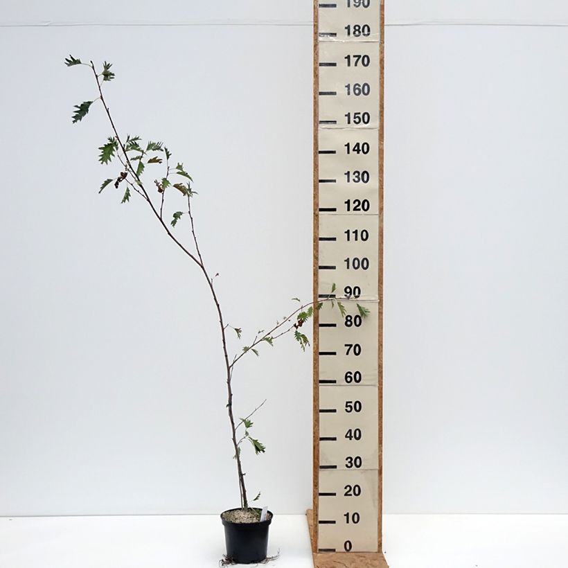Esemplare di Alnus glutinosa Laciniata - Ontano comune Vaso da 3L/4L come consegnato in autunno