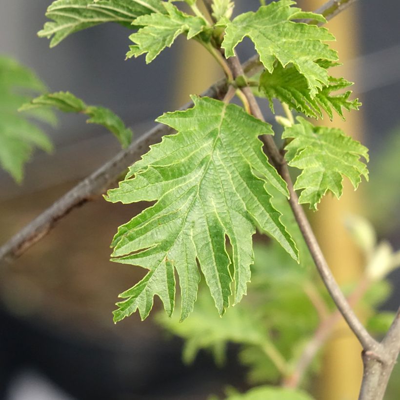 Alnus glutinosa Laciniata - Ontano comune (Fogliame)