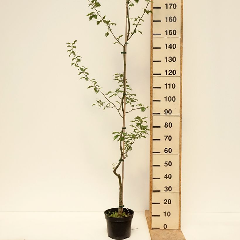 Alnus glutinosa Laciniata - Ontano comune Vaso da 3L/4L esemplare consegnato in primavera