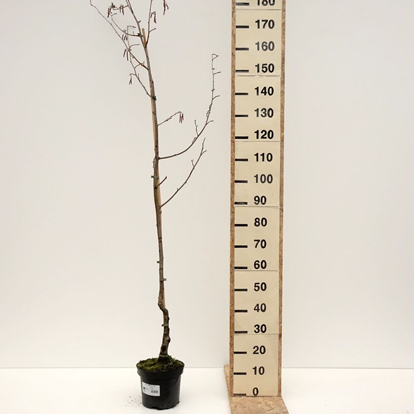 Alnus glutinosa Luszyn - Ontano comune Vaso da 12L/15L esemplare consegnato in inverno