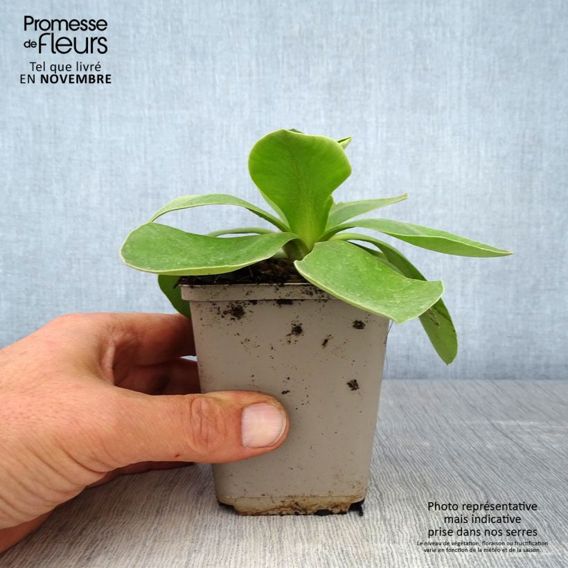 Esemplare di Primula pubescens Vasetto da 8/9 cm come consegnato in autunno