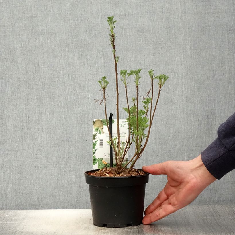 Example of Artemisia abrotanum - Abrotano Vaso da 1,5L/2L as you get in printemps