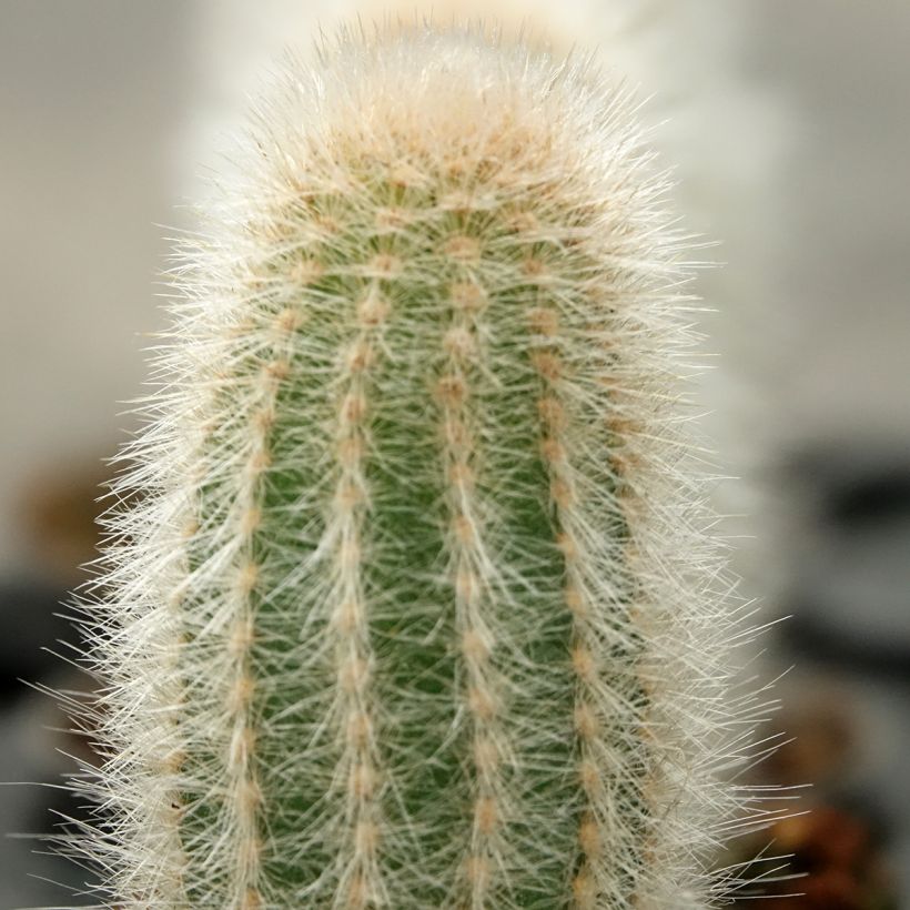 Austrocephalocereus dybowskii - Cactus (Fogliame)
