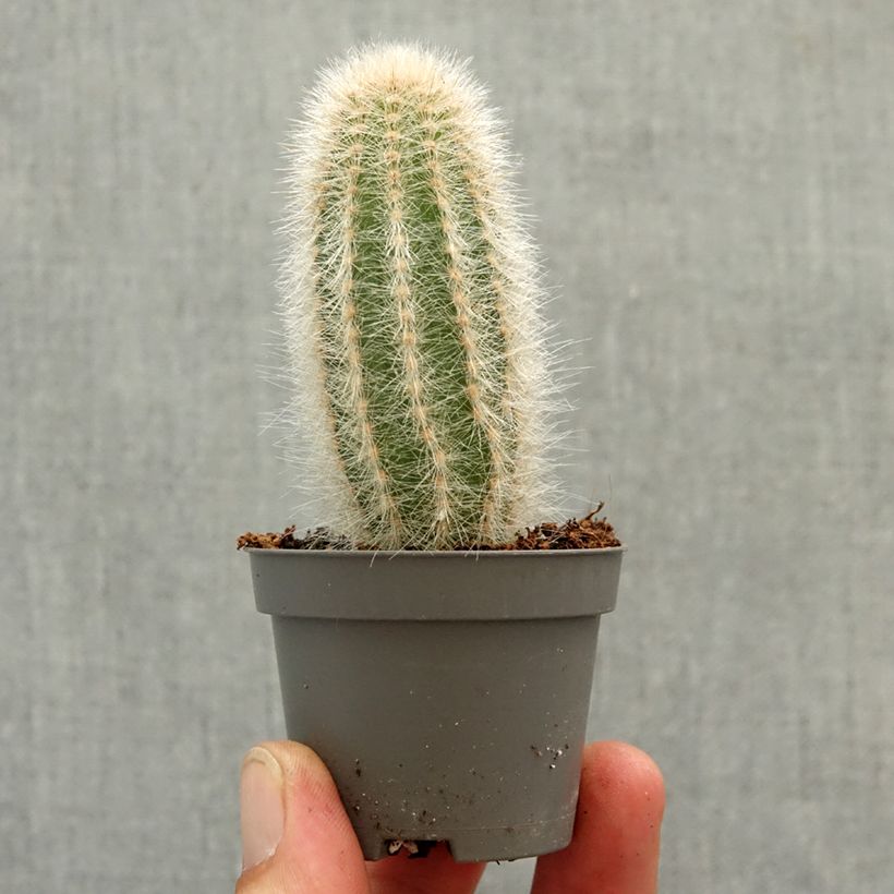 Austrocephalocereus dybowskii - Cactus mini-pianta esemplare consegnato in primavera