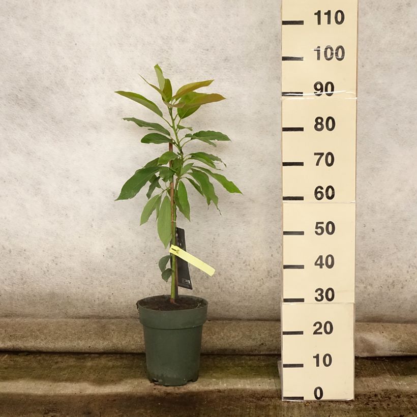 Esemplare di Persea americana Bacon - Avocado Vaso da 6L/7L consegnato in estate