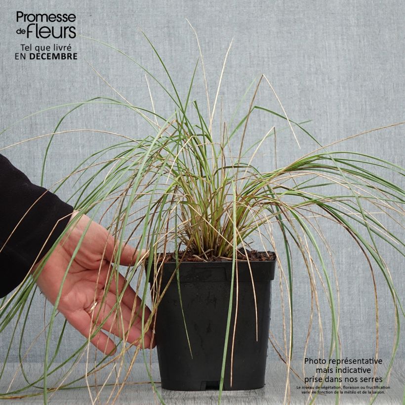 Esemplare di Helictotrichon sempervirens - Avena verdeggiante Vaso da 2L/3L come consegnato in autunno