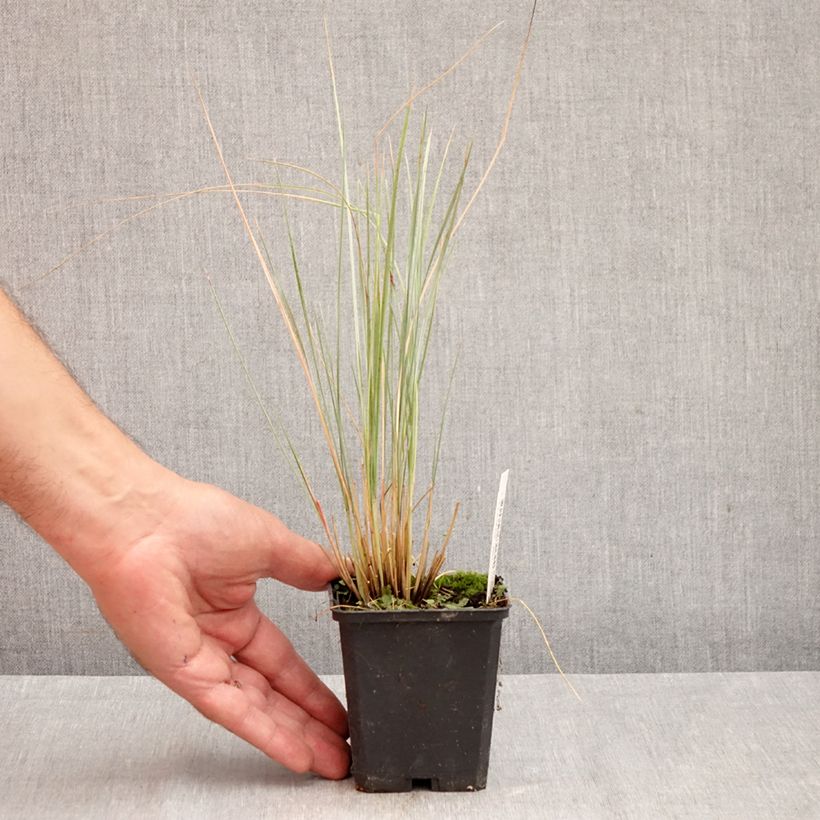 Esemplare di Helictotrichon sempervirens - Avena verdeggiante Vasetto da 8/9 cm come consegnato in autunno