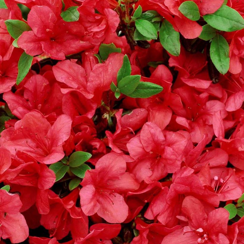 Azalea japonica Manuska (Flowering)