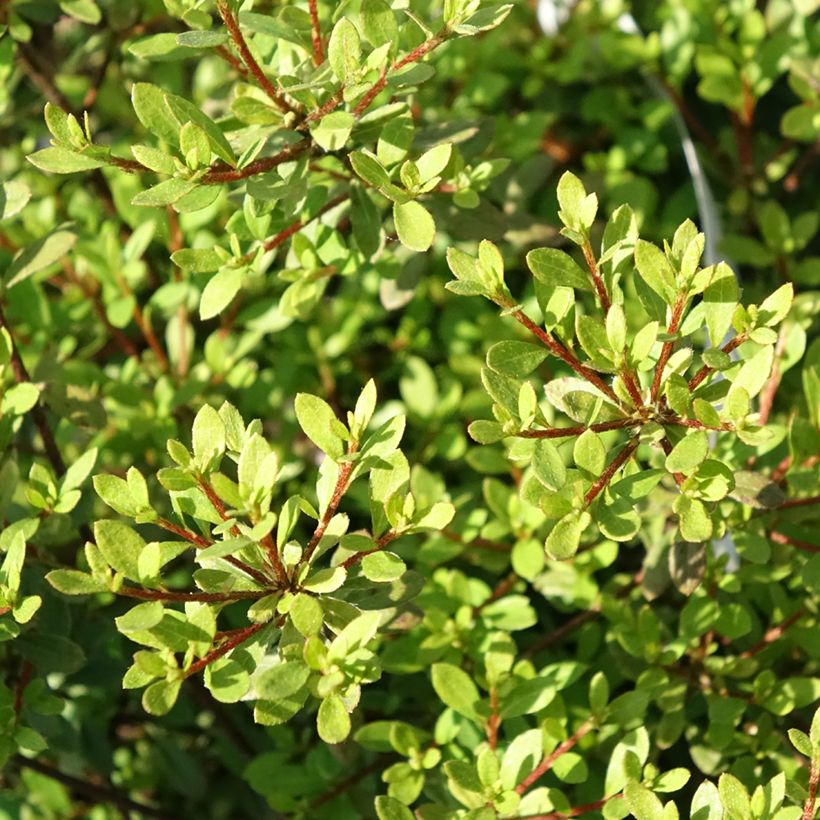 Azalea serpyllifolium (Fogliame)