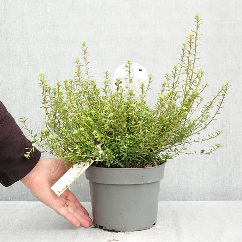 Esemplare di Azalea serpyllifolium Vaso da 3L/4L come consegnato in autunno
