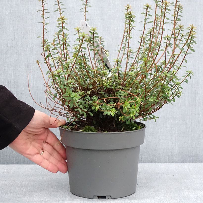 Azalea serpyllifolium - Rhododendron Pot de 3L/4L esemplare consegnato in inverno
