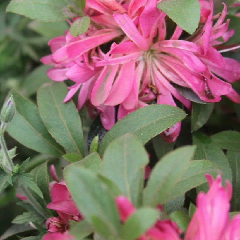 Azalea japonica Pink Star (Fogliame)