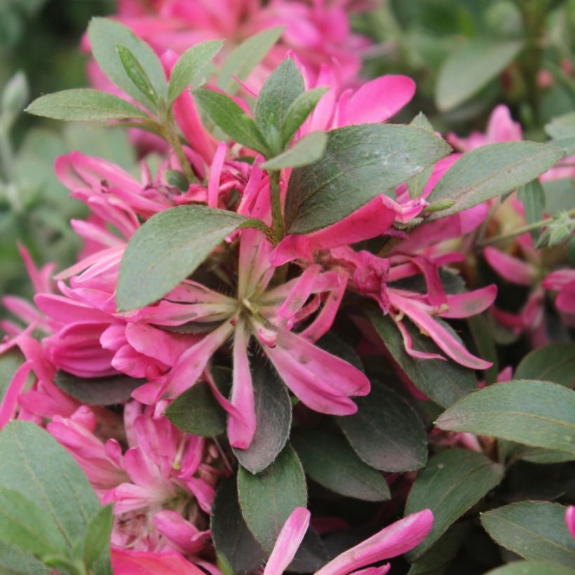 Azalea japonica Pink Star (Fioritura)