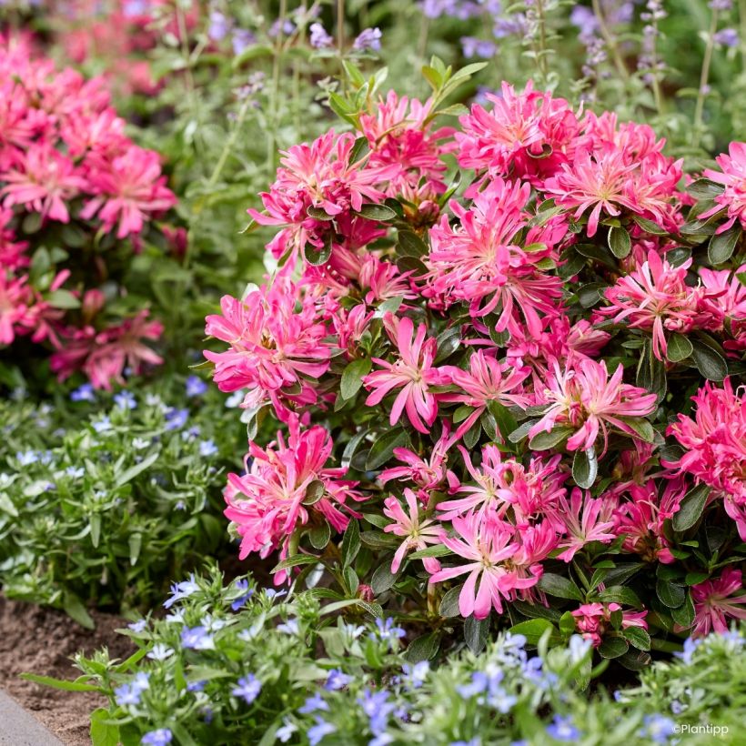 Azalea japonica Pink Star (Porto)