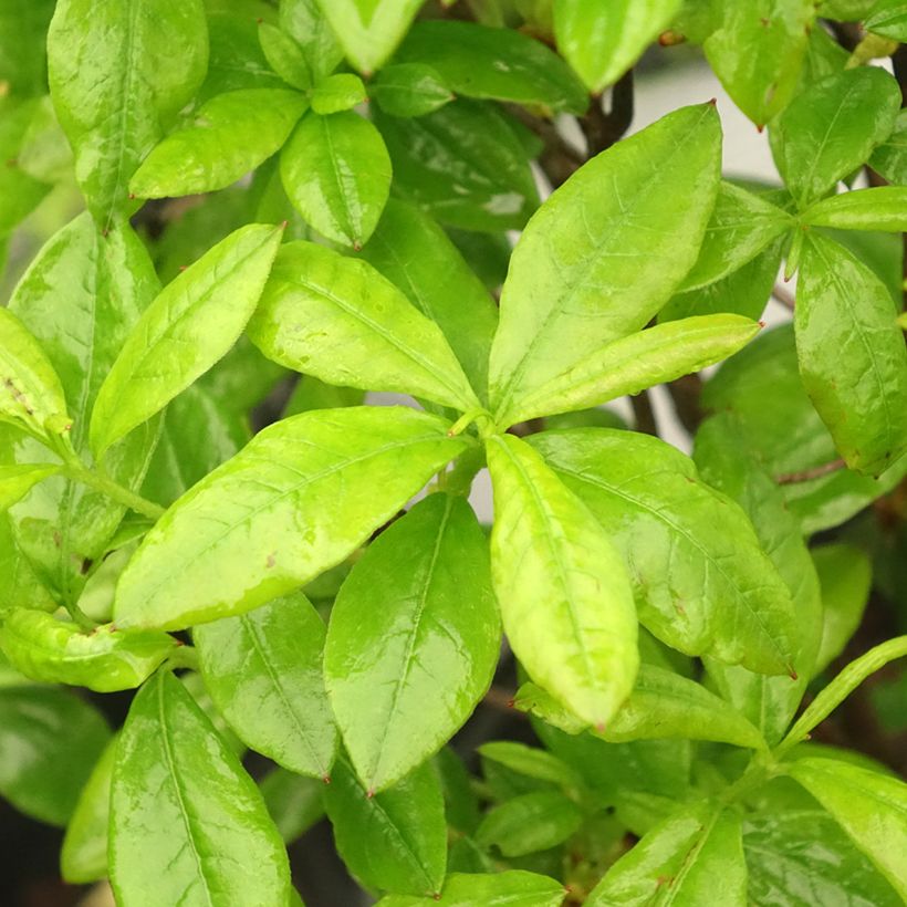 Azalea mollis Satan (Fogliame)