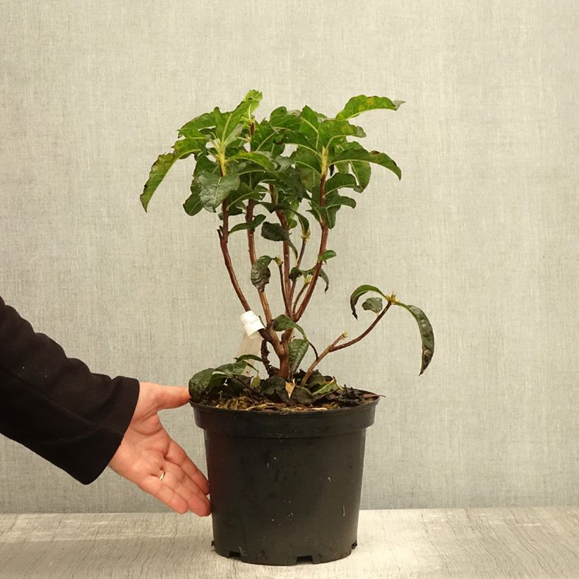 Esemplare di Azalea Arneson Gem Vaso da 4L/5L come consegnato in autunno