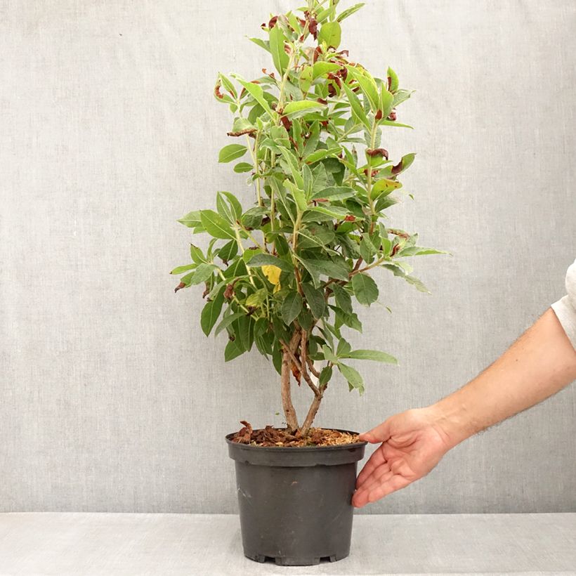 Esemplare di Azalea Arneson Gem Vaso da 4L/5L consegnato in estate