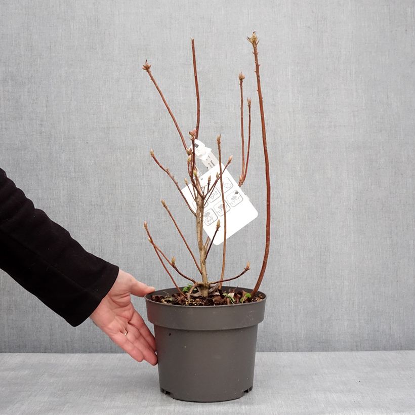 Azalea viscosum Rosata Vaso da 4L/5L esemplare consegnato in inverno