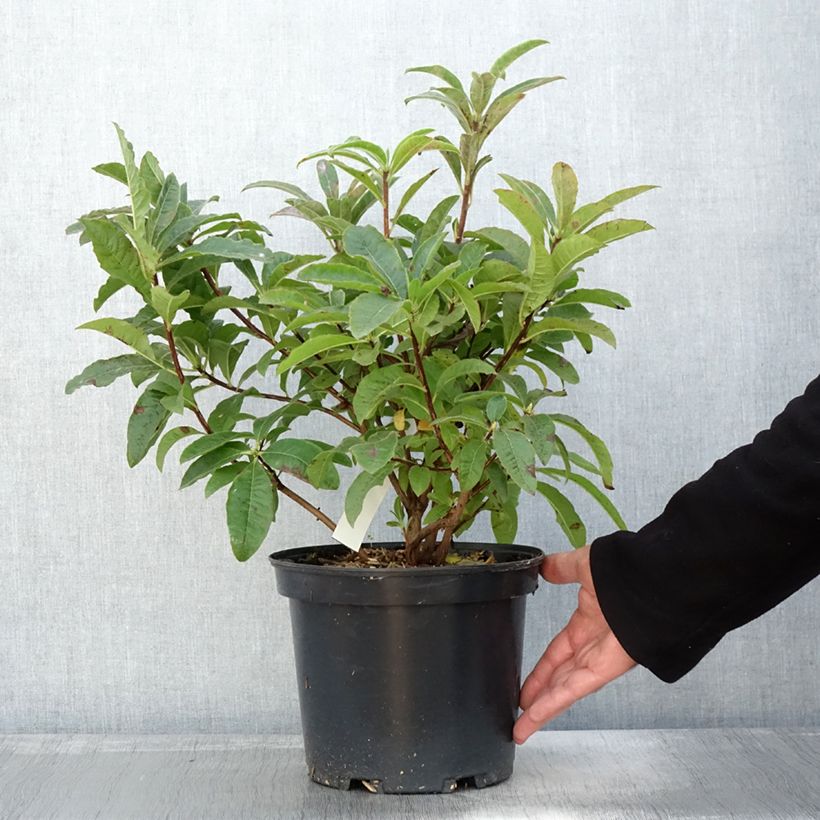 Esemplare di Azalée de Chine Berry Rose - Rhododendron hybride Pot de 4L/5L come consegnato in autunno