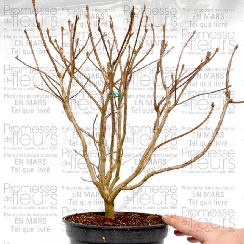 Esempio di esemplare Azalea Cannon's Double Vaso da 2L/3L come consegnato