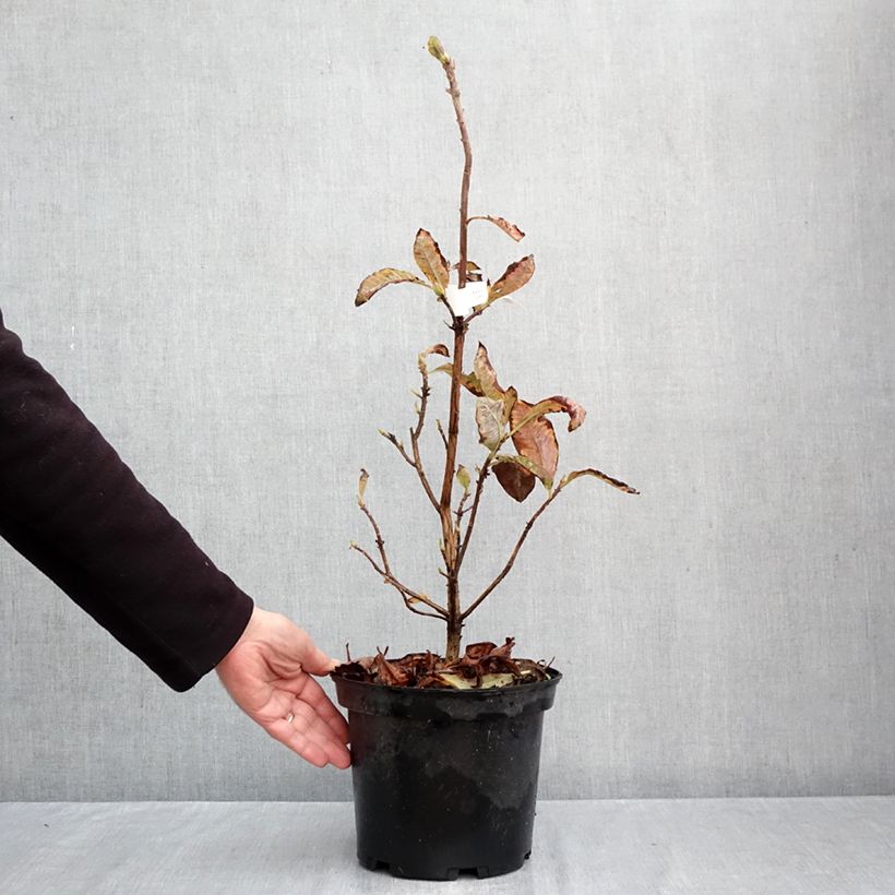 Esemplare di Azalea mollis Cecile Vaso da 4L/5L come consegnato in autunno