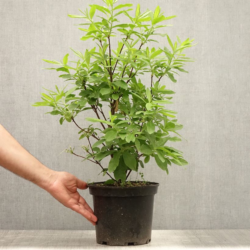 Esemplare di Azalea Delicatissima Vaso da 4L/5L consegnato in estate