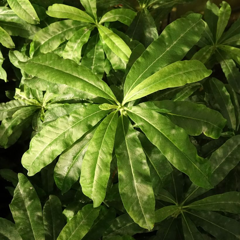 Azalea mollis Demoiselles de Boutiguery Callista (Fogliame)