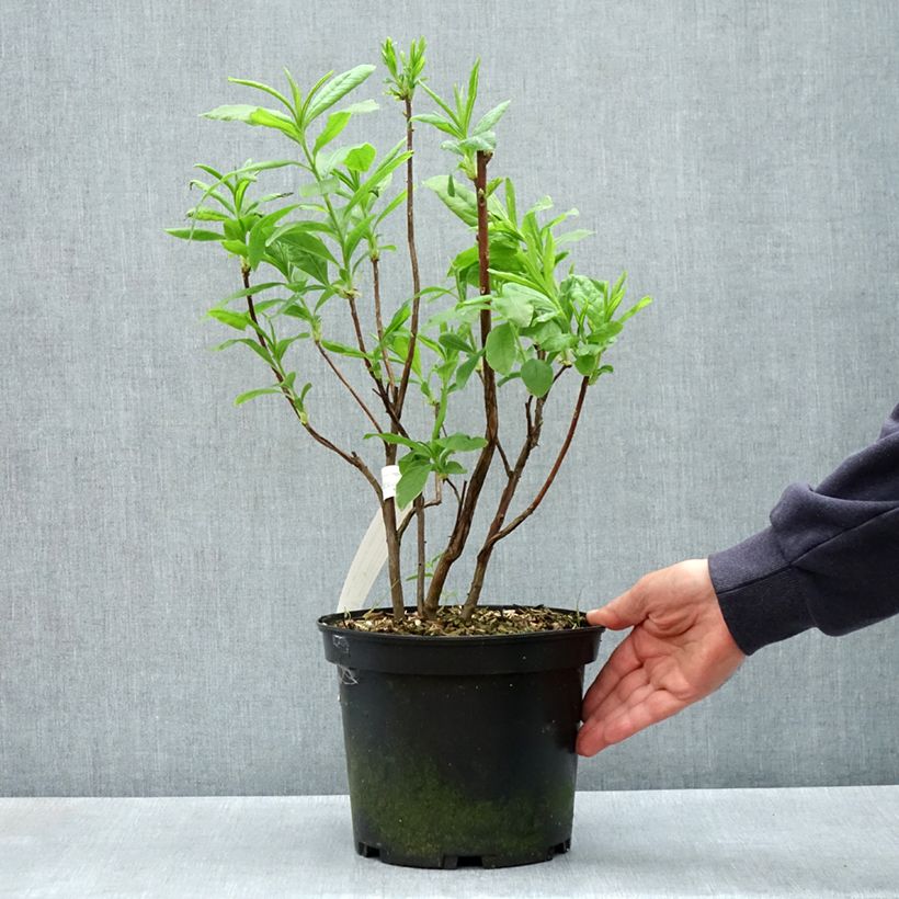 Azalea mollis Demoiselles de Boutiguery Callista Vaso da 4L/5L esemplare consegnato in primavera