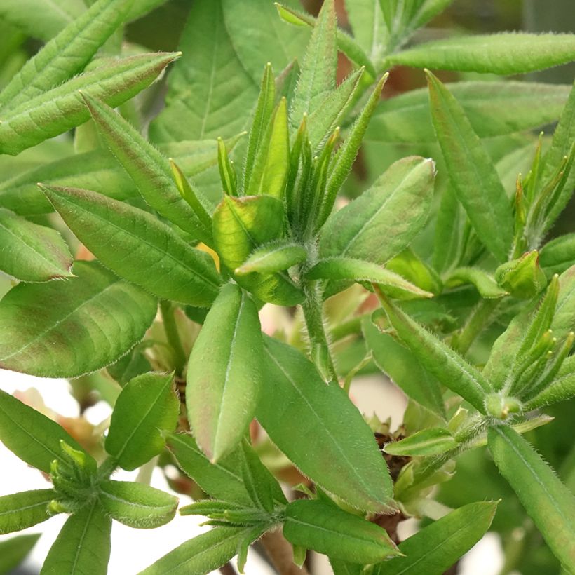 Azalea mollis Demoiselles de Boutiguery Kassia (Fogliame)