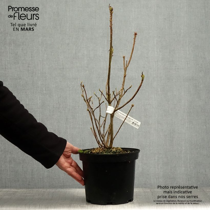 Azalea mollis Demoiselles de Boutiguery Kassia Vaso da 4L/5L esemplare consegnato in primavera