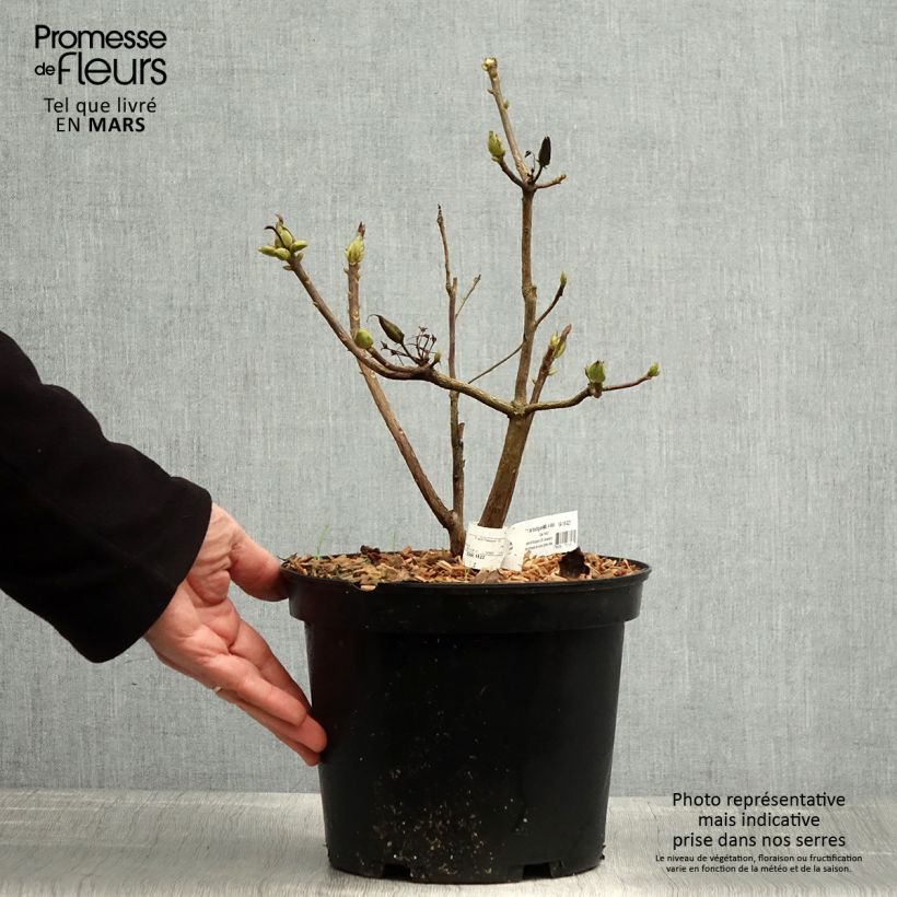 Example of Azalea mollis Demoiselles de Boutiguery Nella Vaso da 4L/5L as you get in printemps