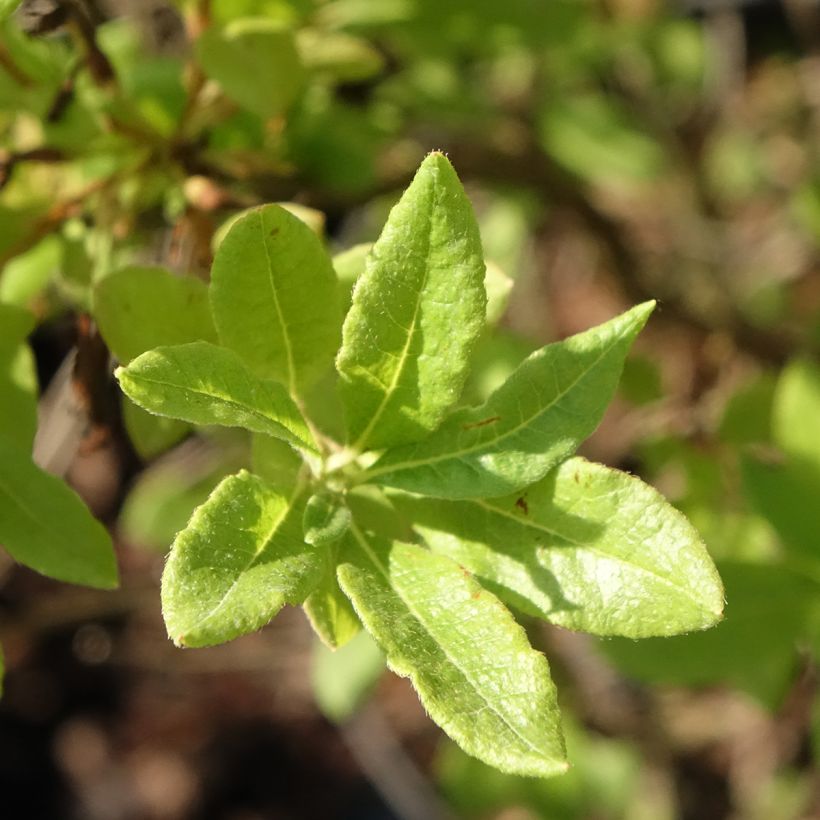 Azalea Fraseri (Fogliame)
