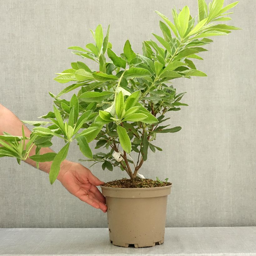 Esemplare di Azalea mollis Hortulanus H Witte Vaso da 4L/5L consegnato in estate
