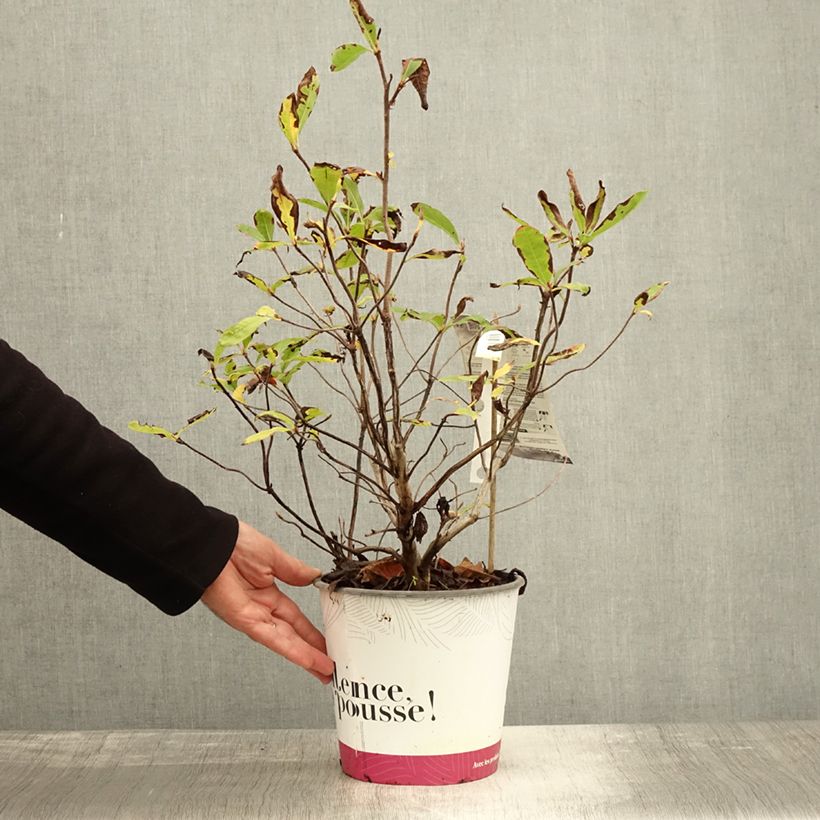 Esemplare di Azalea Lingot d'Or Vaso da 4L/5L come consegnato in autunno