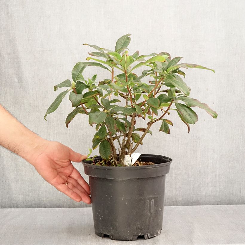 Esemplare di Azalea Mary Poppins Vaso da 4L/5L come consegnato in autunno