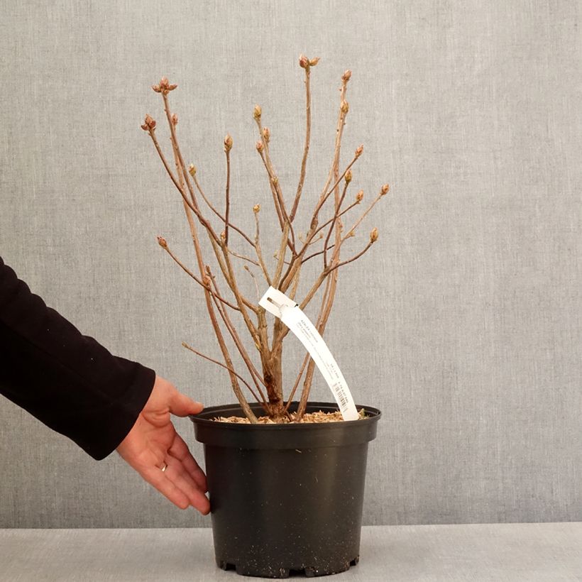 Azalea Mary Poppins Vaso da 4L/5L esemplare consegnato in primavera