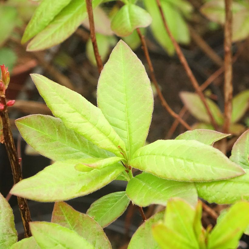 Azalea luteum Nabucco - Azalea gialla (Fogliame)