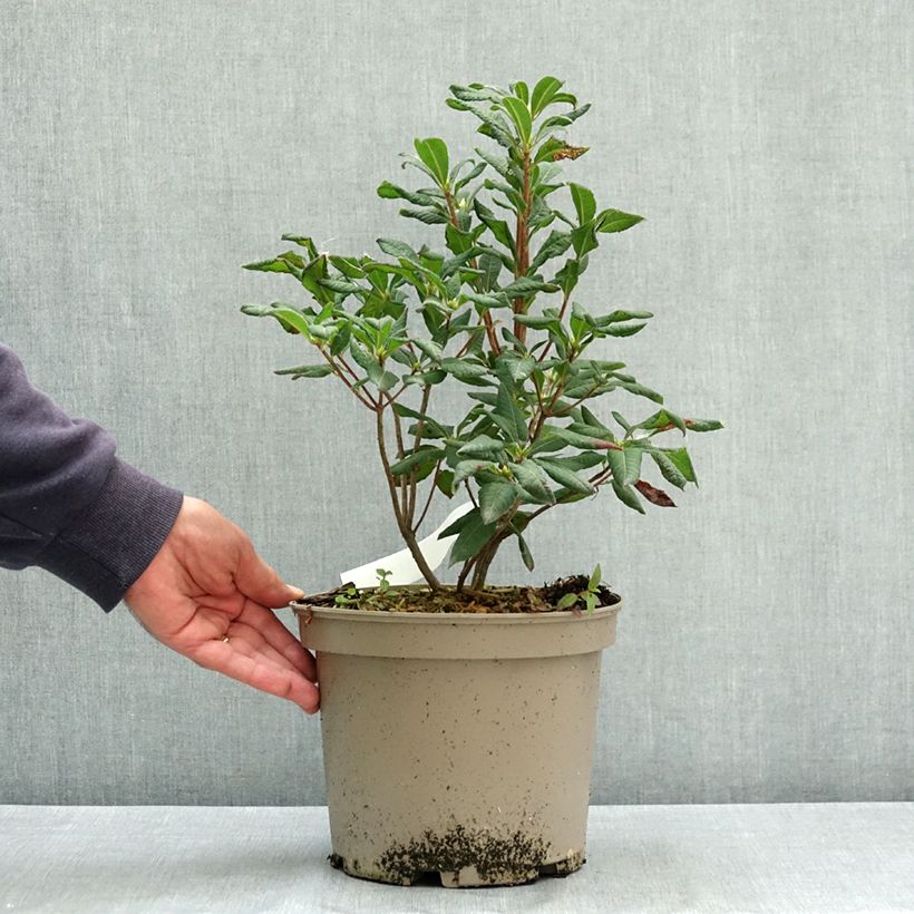 Esemplare di Azalea luteum Narcissiflora - Azalea gialla Vaso da 4L/5L consegnato in estate