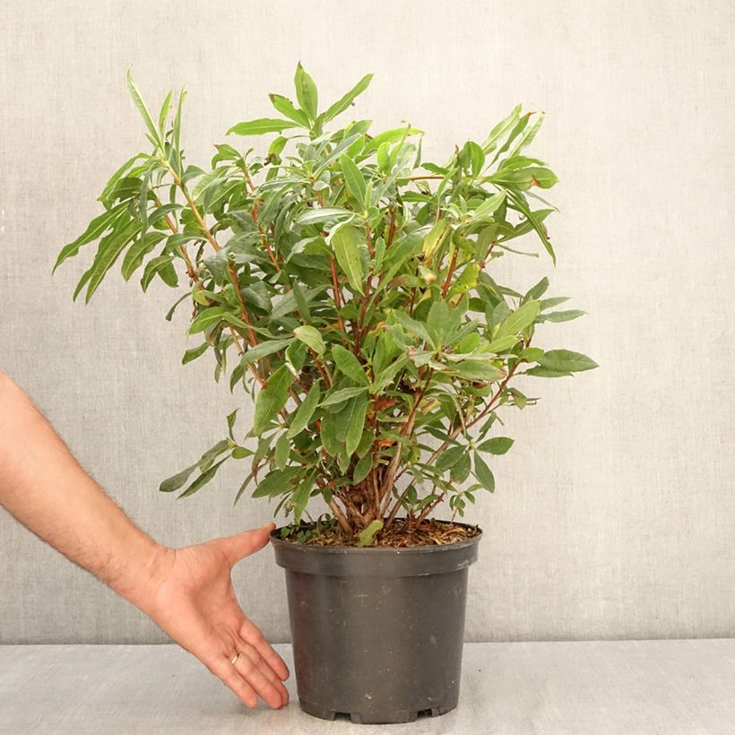 Esemplare di Azalea luteum - Azalea gialla Vaso da 4L/5L consegnato in estate